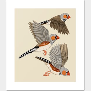 Zebra Finches Flight Posters and Art